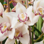Le Festival de l'orchidée a eu un gros succès au Palais de l'Europe à Menton