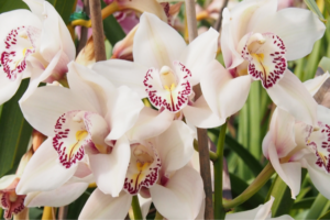Le Festival de l'orchidée a eu un gros succès au Palais de l'Europe à Menton