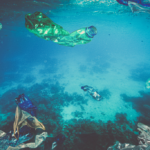 La protection de la Méditerranée dans les Alpes-Maritimes