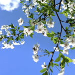 Que faire à Nice au Printemps ?