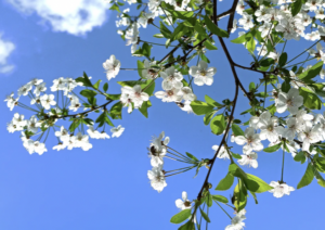 Que faire à Nice au Printemps ?