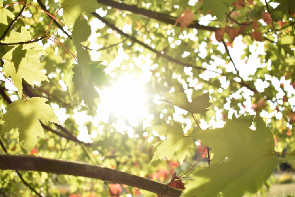 La Ville de Nice veut planter 280.000 arbres en cinq ans