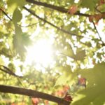 La Ville de Nice veut planter 280.000 arbres en cinq ans