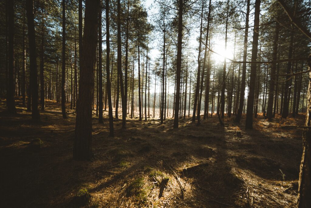 5 bonnes pratiques à adopter pour se promener en forêt