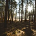 5 bonnes pratiques à adopter pour se promener en forêt