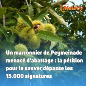 Sauver le Marronnier de Peymeinade !